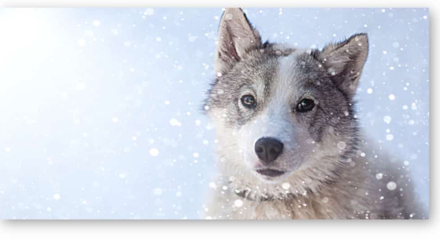Kleiner Wolfstisch im Schnee
